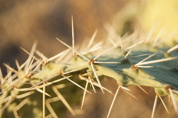 Macro Prickly Pear thorns on blur background