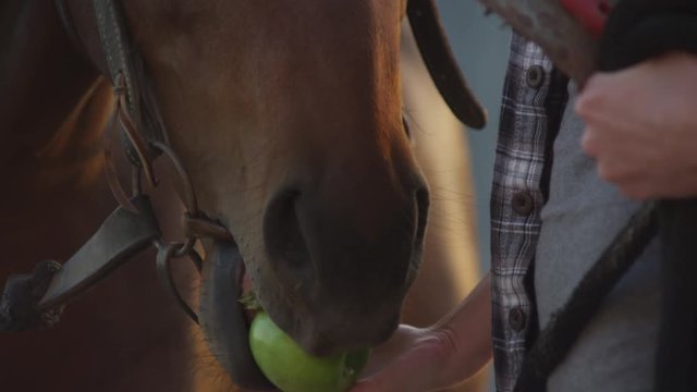 Closeup of horse eating an apple