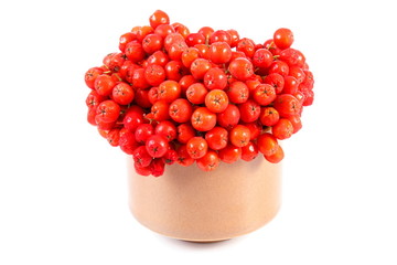 Bunch of red autumn rowan on white background