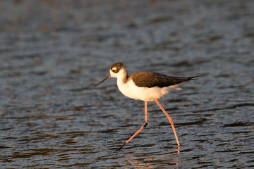 American Avocet, seen in a North California marsh