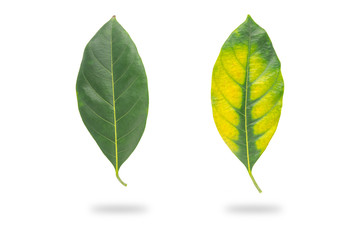 Close-up view collection of fresh green jack fruit leaves isolated on white background. Clipping path