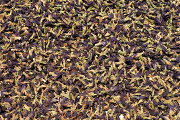 dried butterfly peas flowers for herbal background, close up.