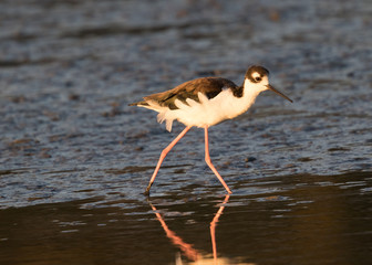 American Avocet, seen in a North California marsh