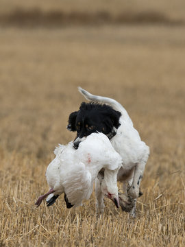 Hunting dog with a goose