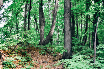 forest in central Eurasia. Lime Island on the lake.