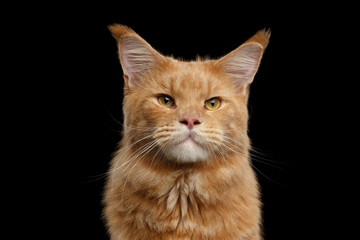 Close-up Portrait of Adorable Ginger Maine Coon Cat Curious Looking in Camera Isolated on Black Background, Front view