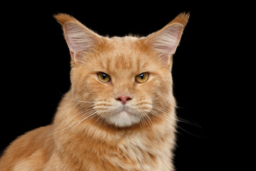 Close-up Portrait of Adorable Ginger Maine Coon Cat Curious Looking in Camera Isolated on Black Background, Front view