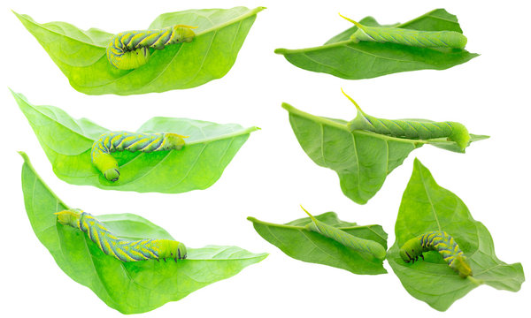 Closeup of green Caterpillar of death's head hawkmoth on green leaves in different positions, isolated on white background