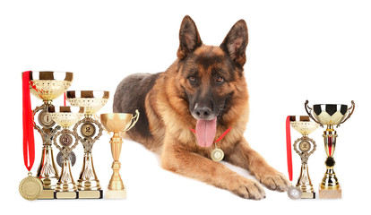 Funny cute dog with trophy cups and medals isolated on white