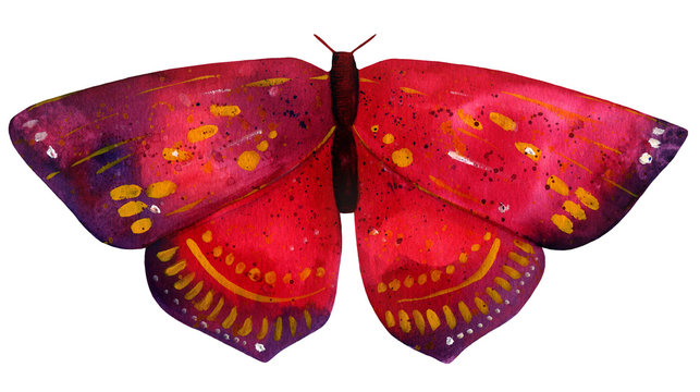 Watercolor Drawing Of Red And Purple Butterfly On White