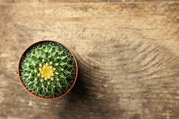 Obraz na płótnie Canvas Small cactus in pot on wooden background, top view