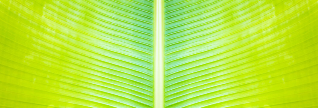 sym&eacute;trie de feuille de bananier