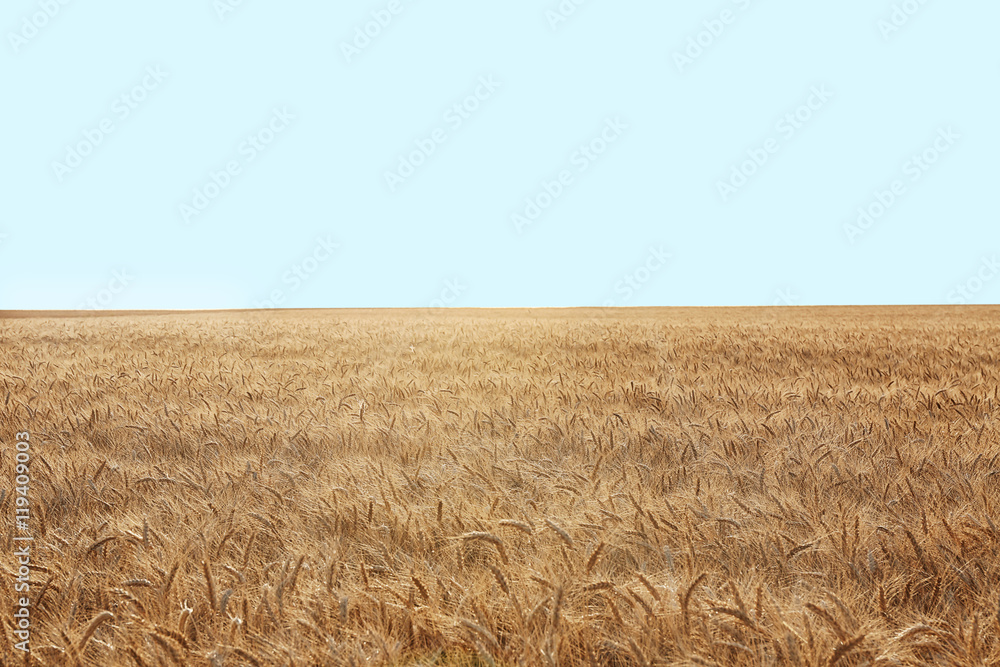 Wall mural beautiful wheat field