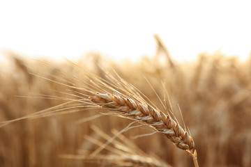 Yellow wheat spike in field, close up