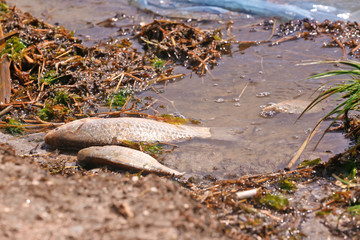 Dead fish on the river coast