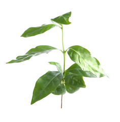 Green coffee leaves, isolated on white