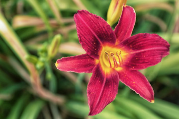 Beautiful flower in summer garden