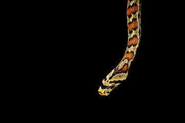 Snake isolated on black background