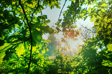 Fototapeta premium Leaves