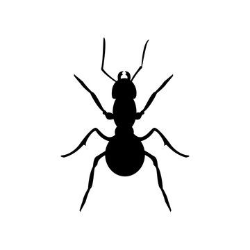 Ant black silhouette