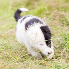 Naklejka na ściany i meble Border Collie puppy on a farm