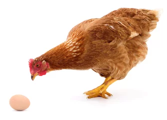 Deurstickers Kip Bruine kip en ei.