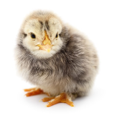 Small yellow chicken.