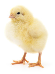 Small yellow chicken.
