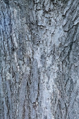 Obraz premium 木肌