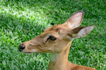 Burmese brow-antlered deer or Rucervus eldii thamin.