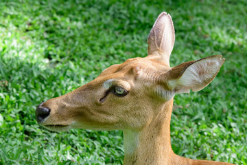 Burmese brow-antlered deer or Rucervus eldii thamin.