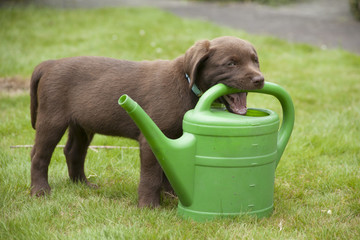 sweet brown labrador puppy playing