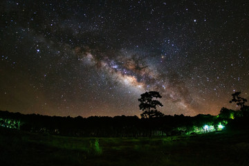 Milky Way and silhouette of tree at Phu Hin Rong Kla National Pa