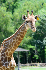 Close up giraffe on green tree background