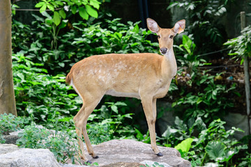 Burmese brow-antlered deer or Rucervus eldii thamin.