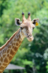 Close up giraffe on green tree background