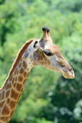 Close up giraffe on green tree background