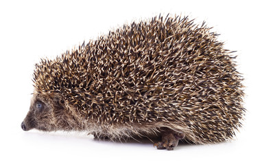 Small hedgehog isolated