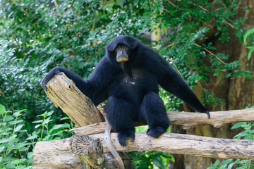 Fototapeta na wymiar Siamang, black furred gibbon