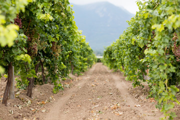 Fototapeta na wymiar Red grape vineyard.