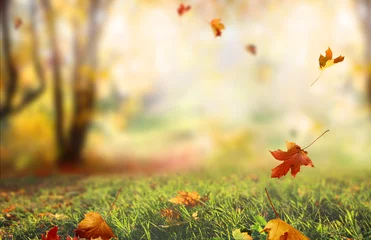 Zelfklevend Fotobehang Herfst Prachtig landschap met gele bomen, groen gras en zon.