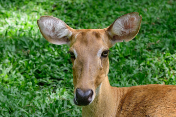 Burmese brow-antlered deer or Rucervus eldii thamin.