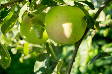 Green Apple on Tree