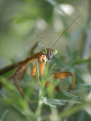 Chinese Mantis