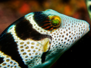 blowfish under the sea