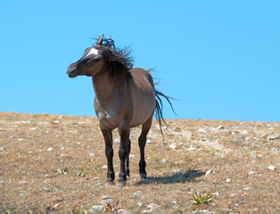 Aggressive Grulla colored Band Stallion on Sykes Ridge in the Pryor Mountains in Montana –...