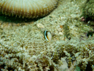 anemone fish at underwater, philippines