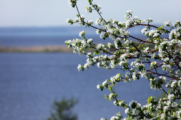 blooming apple trees