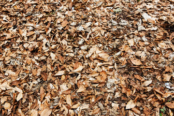 Fallen leaves texture