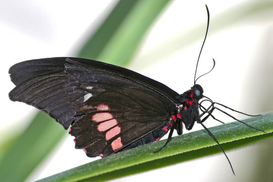 Transandean Cattleheart